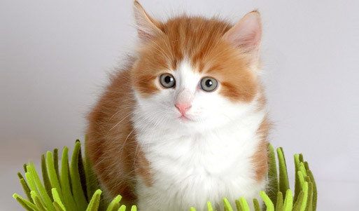 Уникальный наполнитель для кошачьего туалета «CAT’S BEST» от магазина «Радуга» <b><font color="#99cc00">со скидкой 50%.</font></b> Чистые кошки - довольные хозяева!. Волгоград - kupikupon.ru Уникальный наполнитель для кошачьего туалета «CAT’S BEST» от магазина «Радуга» <b><font color="#99cc00">со скидкой 50%.</font></b> Чистые кошки - довольные хозяева!