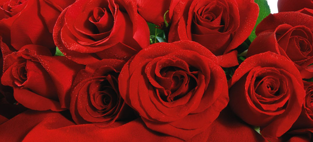 Шикарный букет из 15, 25, 51 или 101 розы от службы доставки цветов Flower5 от 907р. Подарок, достойный Королевы!. Москва - kupikupon.ru Шикарный букет из 15, 25, 51 или 101 розы от службы доставки цветов Flower5 от 907р. Подарок, достойный Королевы!