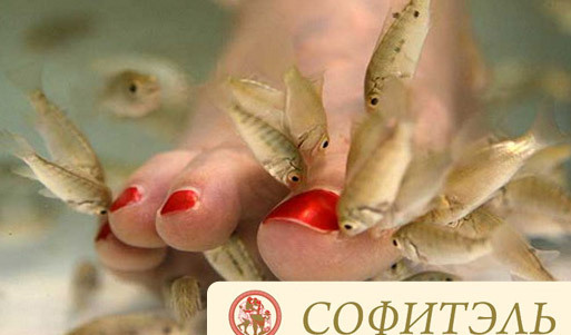 Скидка 60% на изысканный педикюр с помощью рыбок. Приятный процесс и великолепный эффект для ваших прекрасных ножек!. Уфа - kupikupon.ru Скидка 60% на изысканный педикюр с помощью рыбок. Приятный процесс и великолепный эффект для ваших прекрасных ножек!
