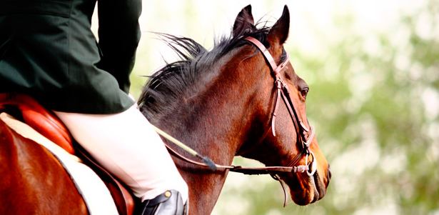 Конная прогулка для одного, романтическое свидание с пикником и верховой ездой, 6-часовой отдых для компании до 6 человек в усадьбе «Резвая лошадь». **Скидка до 72%**