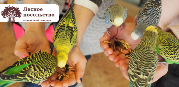 Входной билет в контактный зоопарк «Лесное посольство» в ТРК «Мегаполис» или ТДЦ «Маркос-Молл». **Скидка до 55%**