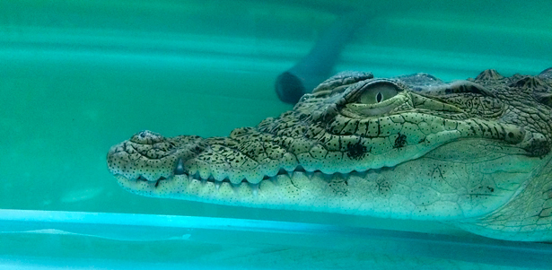 Посещение «Крокопарка» и контактного зоопарка «Джунгли зовут» для взрослых и детей! **Скидка 50%**