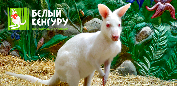Билет на посещение экспозиции «Зоопарк» и экспозиции «Город Обезьян» в будние дни в контактном зоопарке «Белый кенгуру» в ТЦ «Кунцево Плаза» **Скидка до 50%**