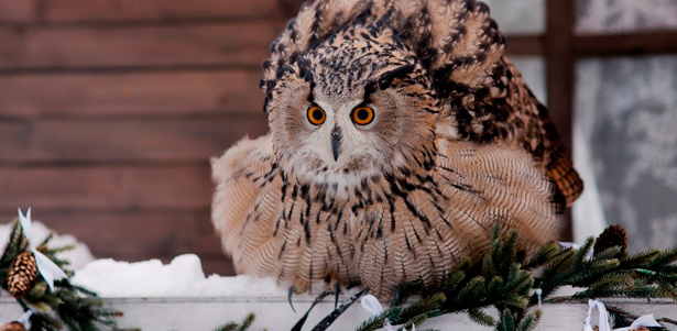 Экскурсия​ ​для​ ​взрослых​ ​и детей в​ ​зоостудию животных-актеров​ ​«Ковчег» **со скидкой ​50%**