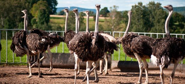 Экскурсия на страусиную ферму в Ступино от «TRAVEL LAND»: трансфер, сувениры, омлет из страусиного яйца, чаепитие! Скидка до 54%