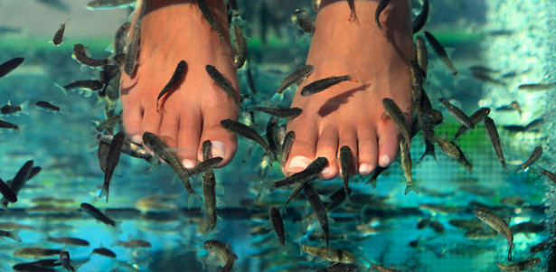 **Скидка до 60%** на экзотический пилинг рыбками, классический или европейский маникюр с покрытием или программа моделирования тела в студии «Гарра Руфа» + карта постоянного гостя в подарок!